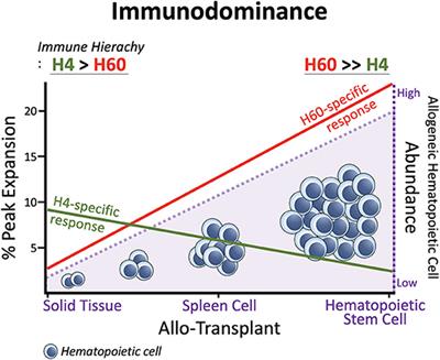 H60: A Unique Murine Hematopoietic Cell-Restricted Minor Histocompatibility Antigen for Graft-versus-Leukemia Effect